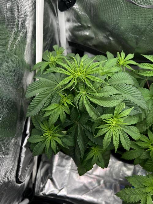 Cherry Hills 🍒⛰️80w. Week 5
