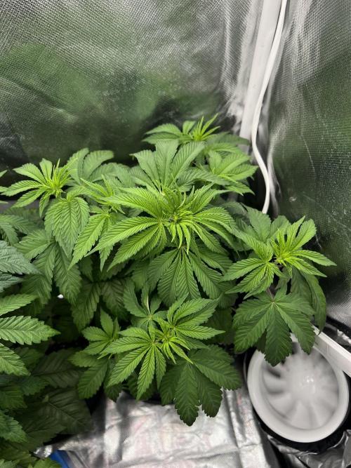 Cherry Hills 🍒⛰️80w. Week 5