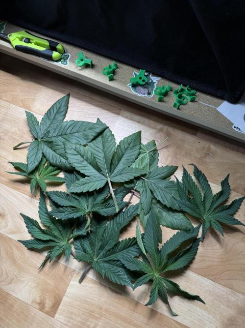 Cherry Hills 🍒⛰️80w. Week 5