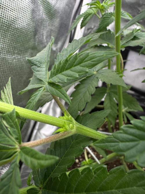 Cherry Hills 🍒⛰️80w. Week 5