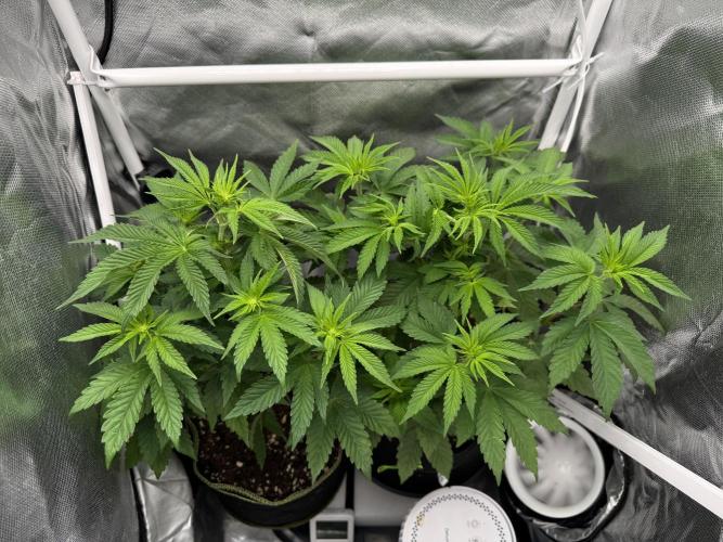 Cherry Hills 🍒⛰️80w. Week 5