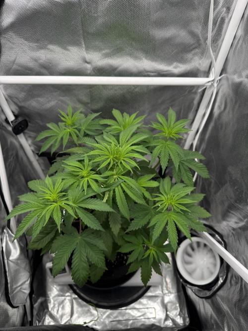 Cherry Hills 🍒⛰️80w. Week 5