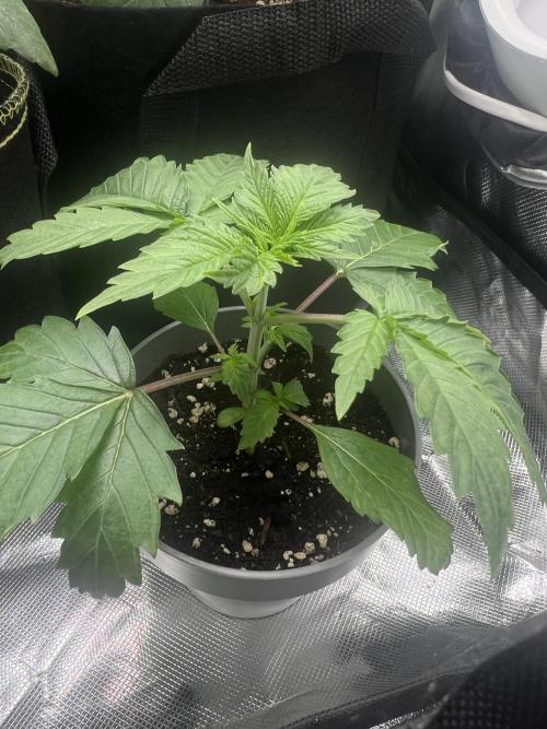 Eternity Grow 🏆 Micro Grow. Week 3