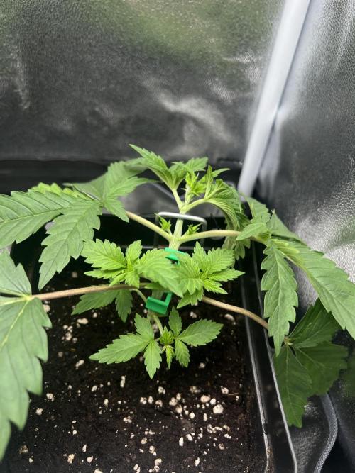 Eternity Grow 🏆 Micro Grow. Week 3