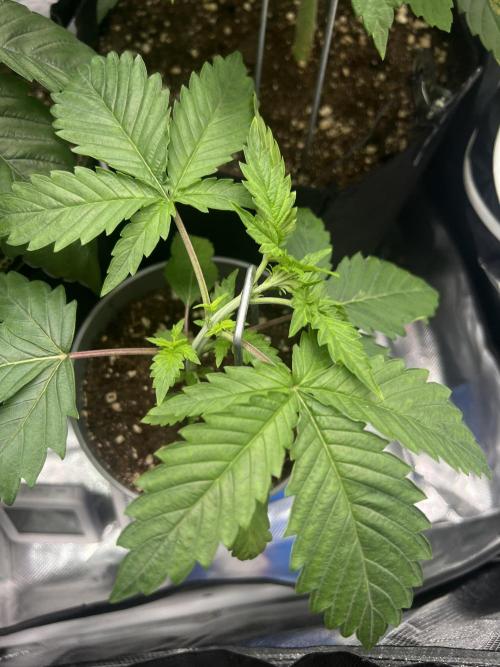 Eternity Grow 🏆 Micro Grow. Week 3