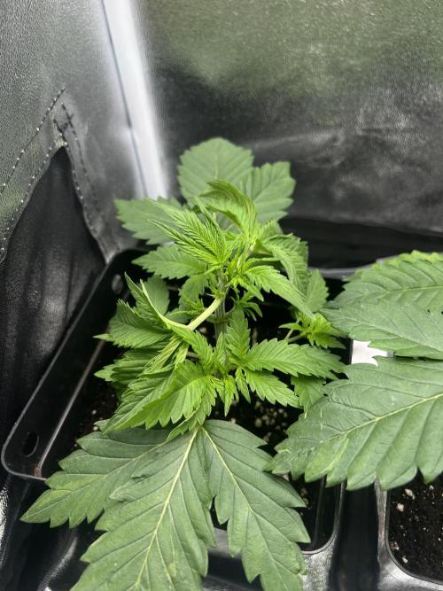 Eternity Grow 🏆 Micro Grow. Week 3