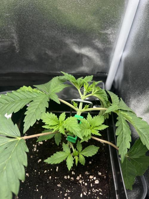 Eternity Grow 🏆 Micro Grow. Week 3