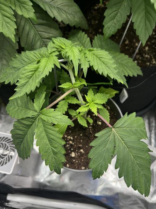 Eternity Grow 🏆 Micro Grow. Week 3