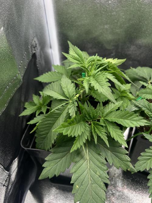 Eternity Grow 🏆 Micro Grow. Week 3