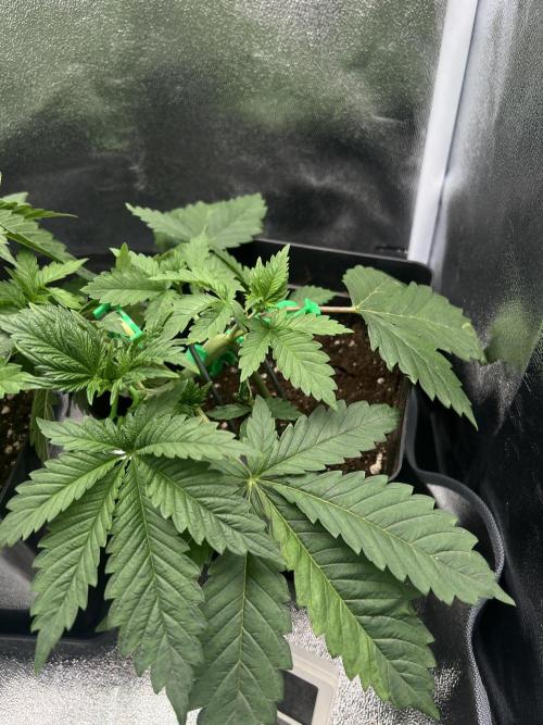 Eternity Grow 🏆 Micro Grow. Week 3