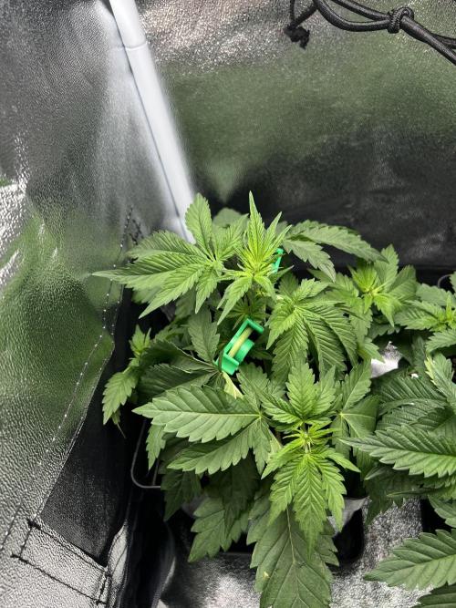 Eternity Grow 🏆 Micro Grow. Week 3
