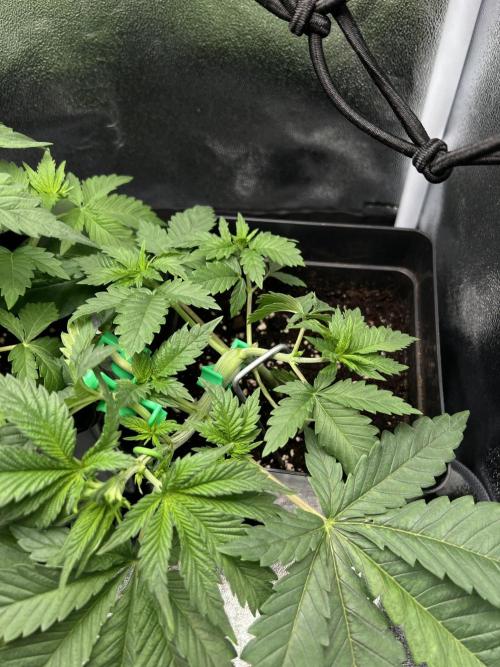 Eternity Grow 🏆 Micro Grow. Week 3