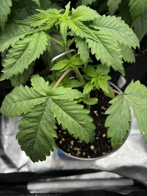 Eternity Grow 🏆 Micro Grow. Week 3