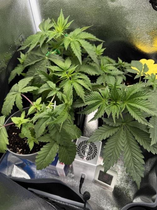 Eternity Grow 🏆 Micro Grow. Week 4