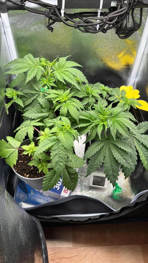 Eternity Grow 🏆 Micro Grow. Week 4