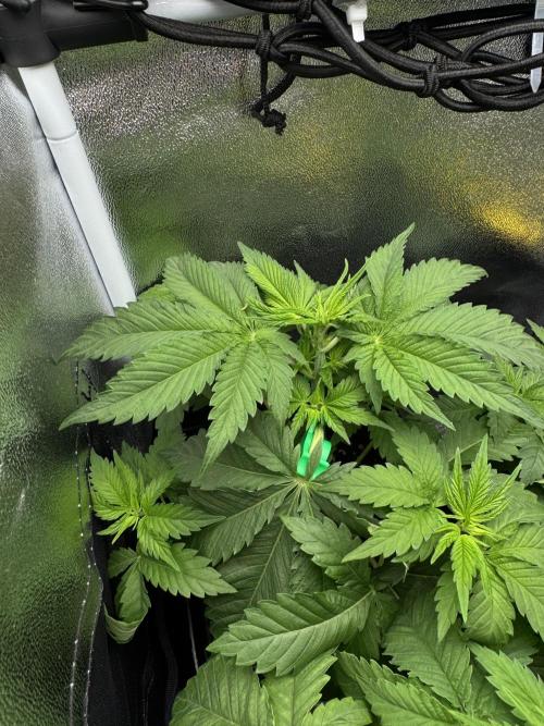 Eternity Grow 🏆 Micro Grow. Week 4