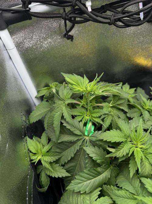 Eternity Grow 🏆 Micro Grow. Week 4