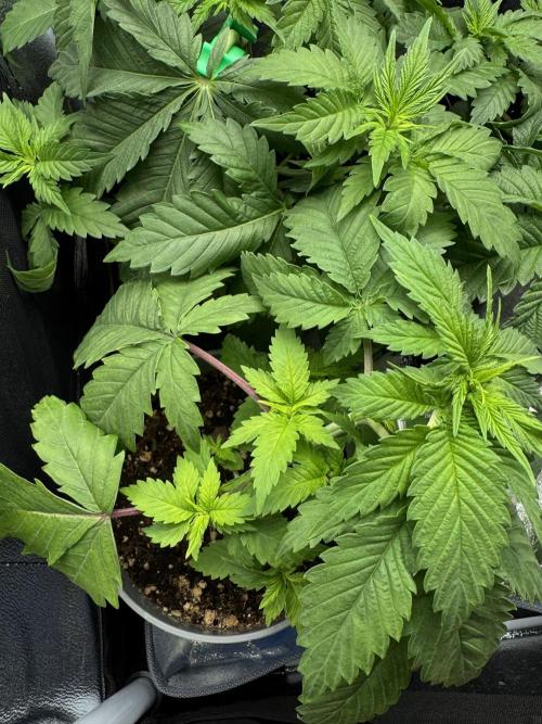 Eternity Grow 🏆 Micro Grow. Week 4