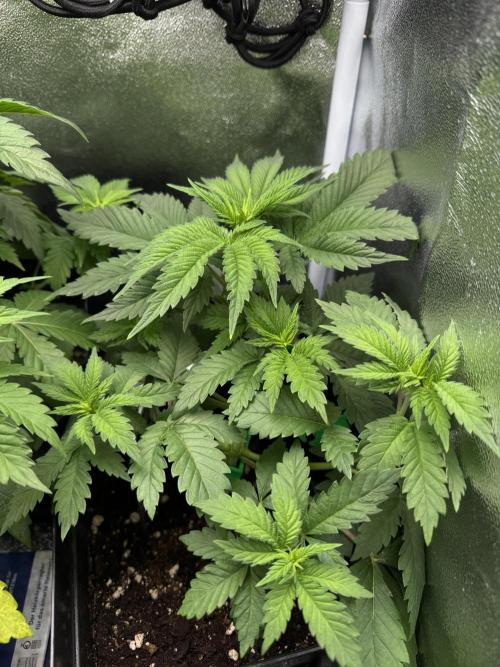 Eternity Grow 🏆 Micro Grow. Week 4