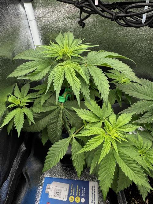 Eternity Grow 🏆 Micro Grow. Week 4
