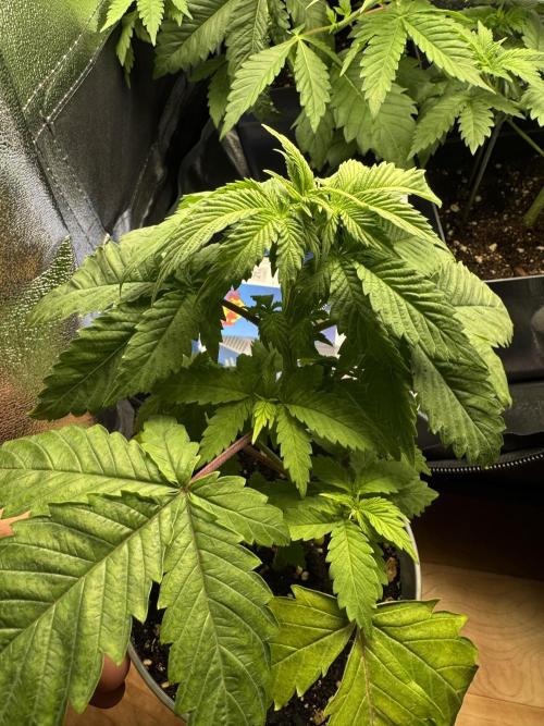 Eternity Grow 🏆 Micro Grow. Week 4