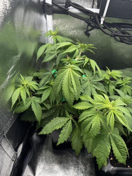 Eternity Grow 🏆 Micro Grow. Week 4