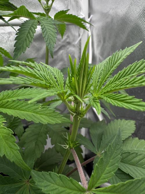 Cherry Hills 🍒⛰️80w. Week 6