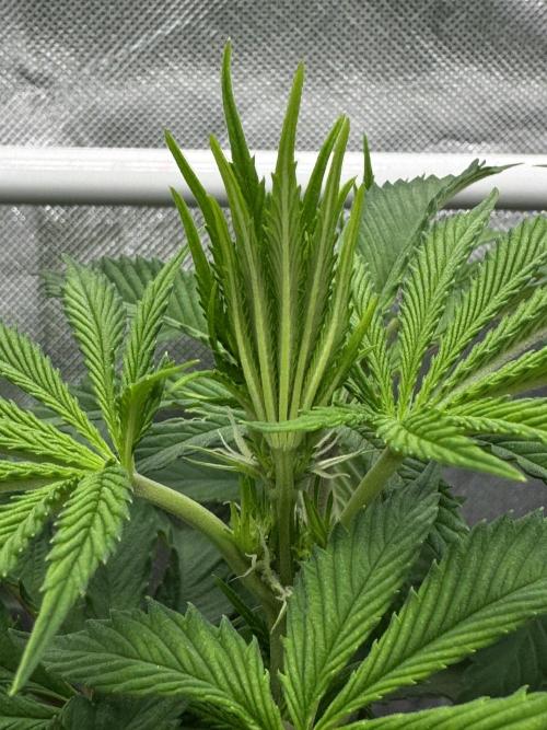 Cherry Hills 🍒⛰️80w. Week 6