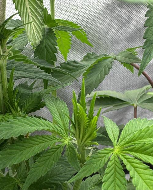 Cherry Hills 🍒⛰️80w. Week 6