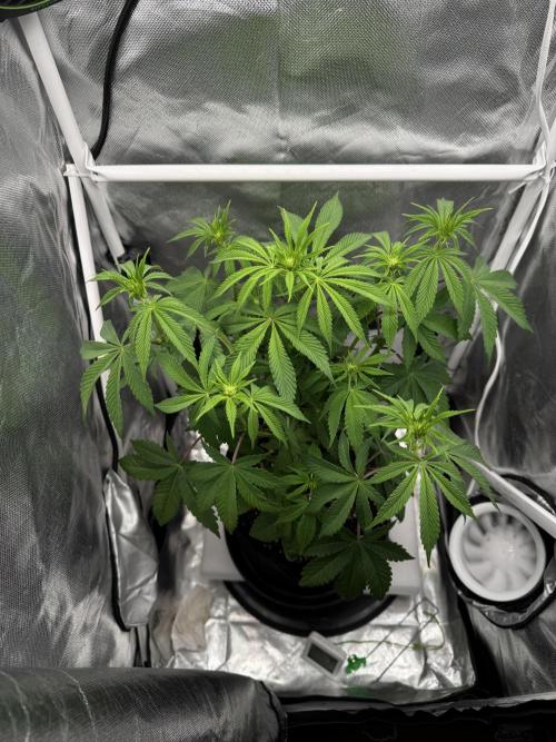 Cherry Hills 🍒⛰️80w. Week 6