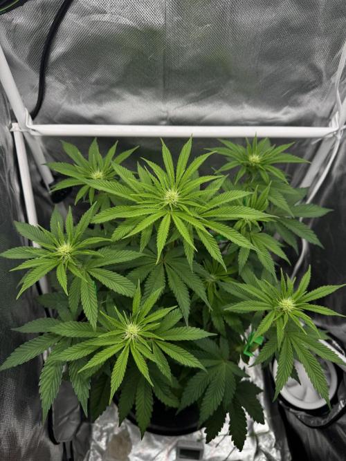 Cherry Hills. Week 6