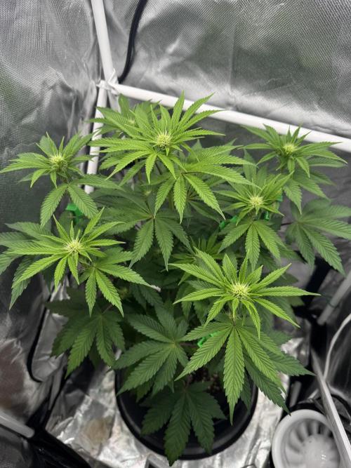 Cherry Hills. Week 6
