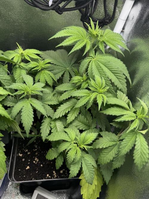 Eternity Grow 🏆 Micro Grow. Week 5
