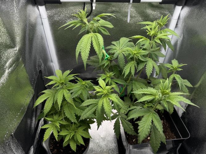 Eternity Grow 🏆 Micro Grow. Week 5