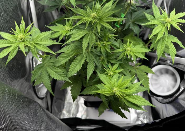 Eternity Grow 🏆 Micro Grow. Week 5