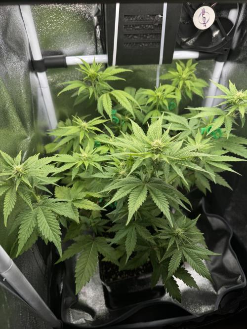 Eternity Grow 🏆 Micro Grow. Week 5