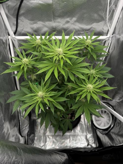 Cherry Hills 🍒⛰️80w. Week 7