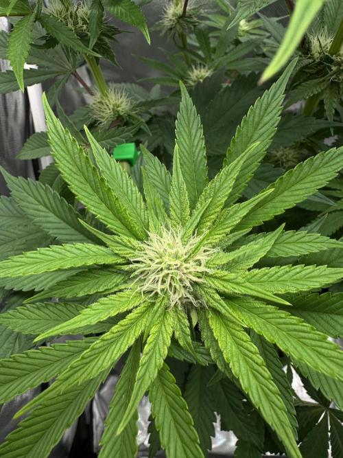 Cherry Hills 🍒⛰️80w. Week 7