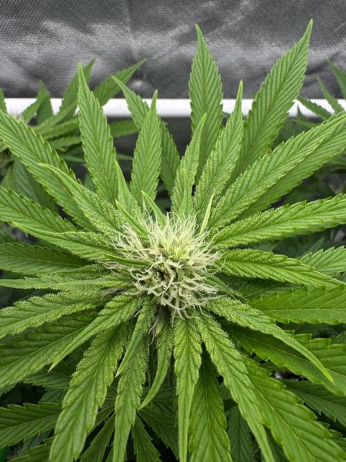 Cherry Hills 🍒⛰️80w. Week 7