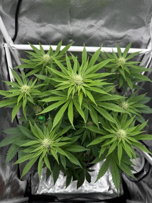 Cherry Hills 🍒⛰️80w. Week 7