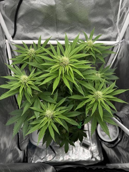 Cherry Hills 🍒⛰️80w. Week 7