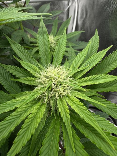 Cherry Hills 🍒⛰️80w. Week 7