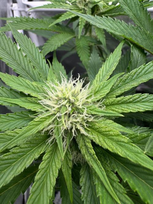 Cherry Hills. Week 7