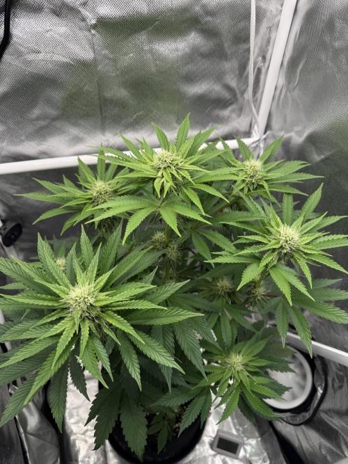 Cherry Hills 🍒⛰️80w. Week 8