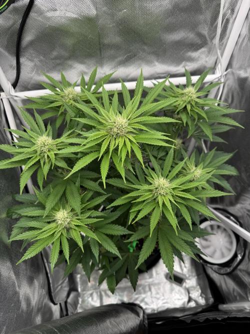 Cherry Hills 🍒⛰️80w. Week 8