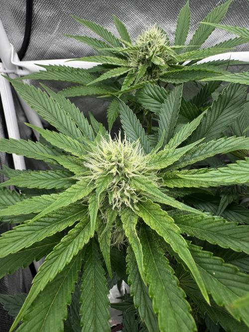 Cherry Hills 🍒⛰️80w. Week 8