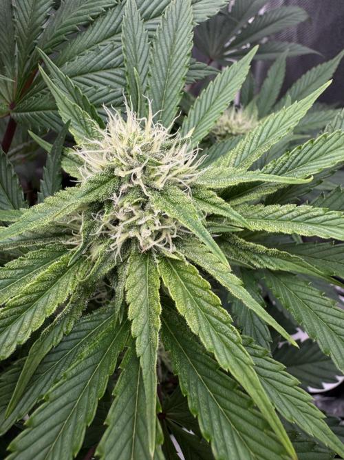 Cherry Hills 🍒⛰️80w. Week 8