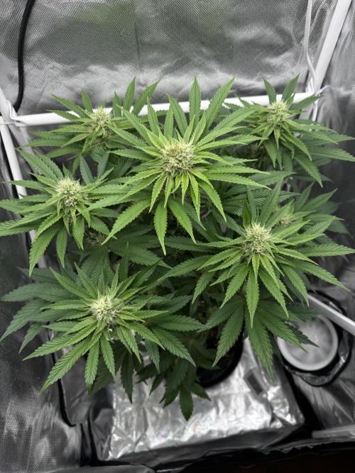 Cherry Hills 🍒⛰️80w. Week 8