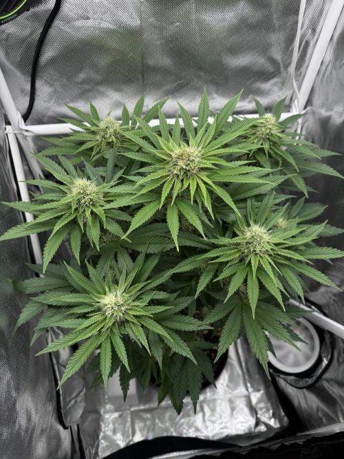 Cherry Hills 🍒⛰️80w. Week 8