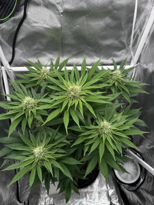 Cherry Hills 🍒⛰️80w. Week 8